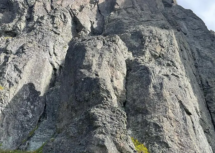 Skogshorn