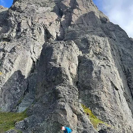 Skogshorn